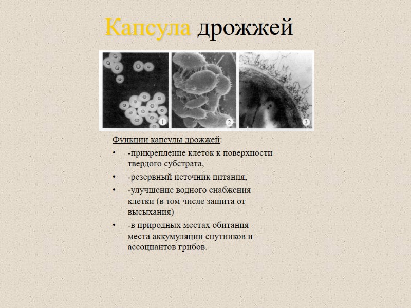 Капсула дрожжей Функции капсулы дрожжей: -прикрепление клеток к поверхности твердого субстрата, -резервный источник питания,
